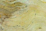 Strelley Pool Stromatolite Slab - Billion Years Old #130636-1